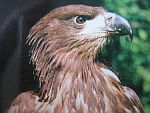 Seeadler sind heimisch geworden