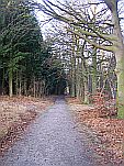 Waldwege